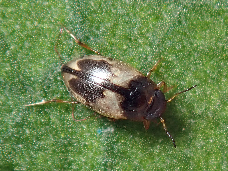Dytiscidae: stessa specie? S, Hydroglyphus geminus (= pusillus)
